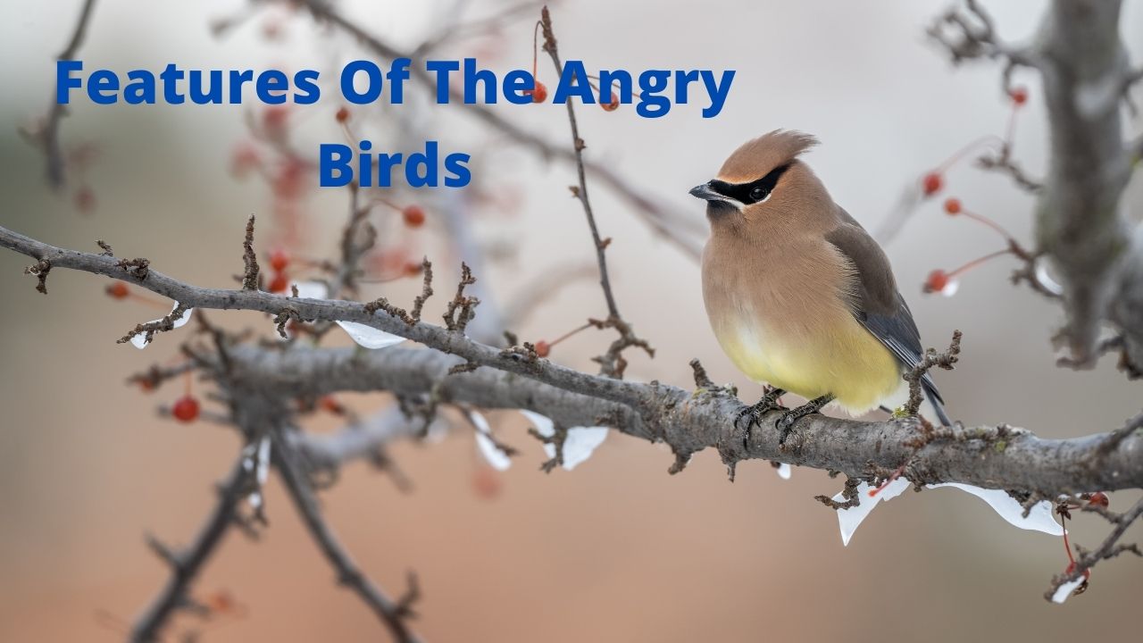 Features Of The Angry Birds