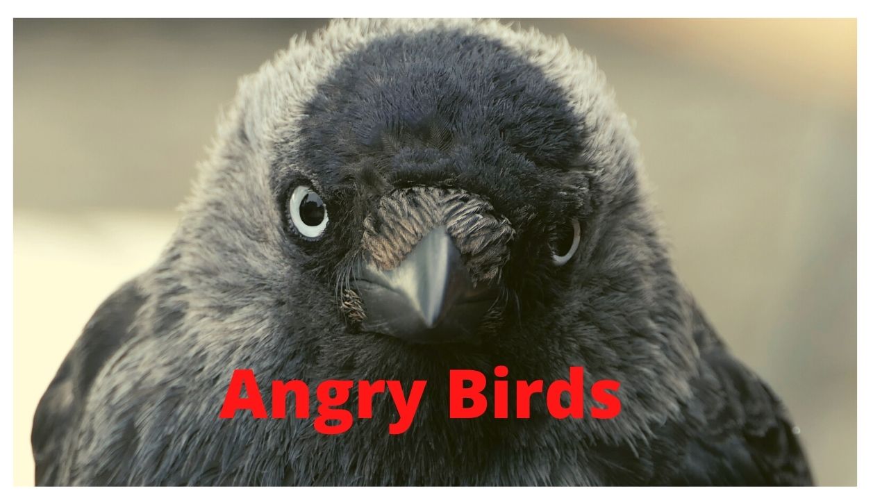 Angry Birds