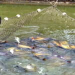 How To Get Fish Farming Loan